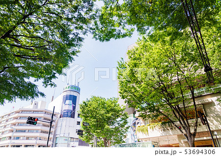 新緑の表参道 53694306