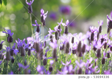 かわいいフレンチラベンダー かわいいフレンチラベンダー 53694336