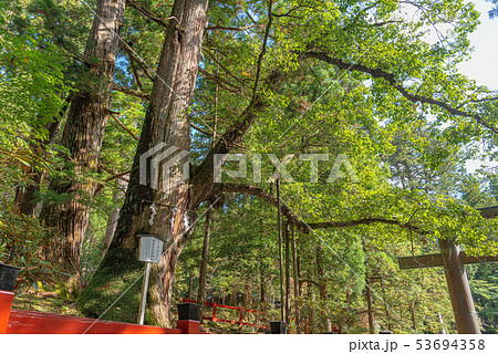 日光二荒山神社 縁結びの御神木の写真素材