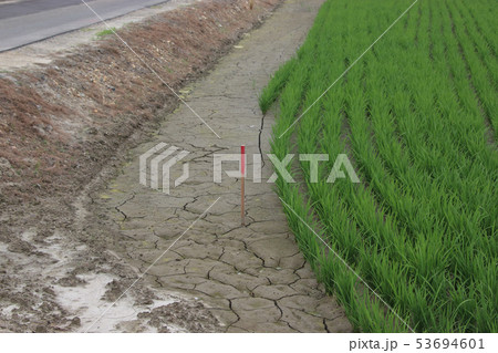 田んぼの赤杭 53694601