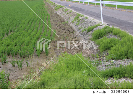 田んぼの赤杭 田んぼの赤杭 53694603