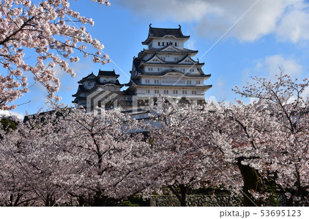 日本の兵庫県の姫路市　世界遺産の姫路城　美しい満開の桜と青空と天守閣 53695123