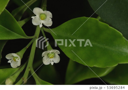 自然　植物　リュウキュウモチ、葉に低くて鈍い鋸歯があるのが特徴の一つ。葉の先端も突出しない 53695284