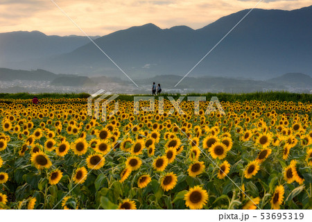 夕暮れのひまわり畑 53695319