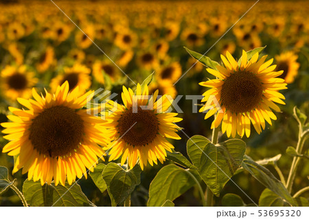夕暮れのひまわり畑Ⅱ 53695320