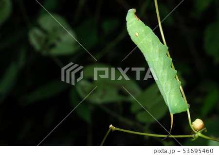 キイロスズメの幼虫 53695460