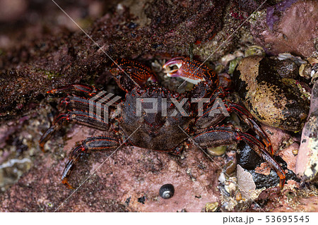 ショウジンガニ ショウジンガニ 53695545