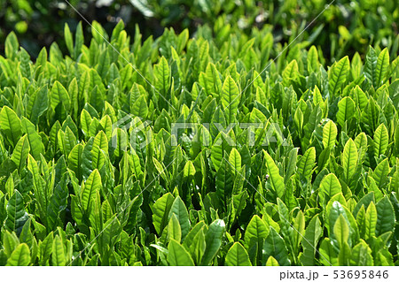 茶畑 茶畑 53695846