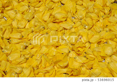 チューリップの絨毯 53696015