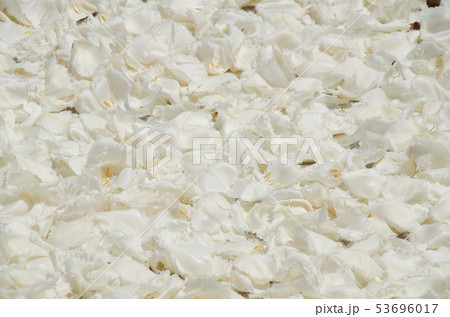 チューリップの絨毯 53696017