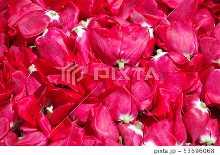 チューリップの絨毯 チューリップの絨毯 53696068