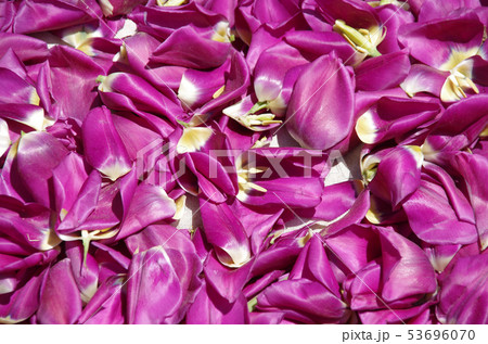 チューリップの絨毯 チューリップの絨毯 53696070