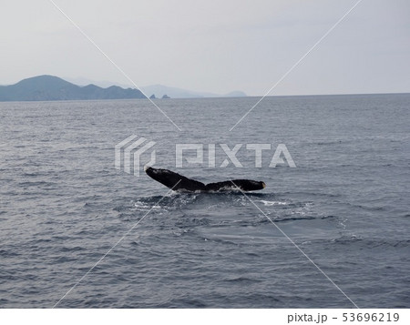 ザトウクジラの尻尾＠加計呂麻島 53696219