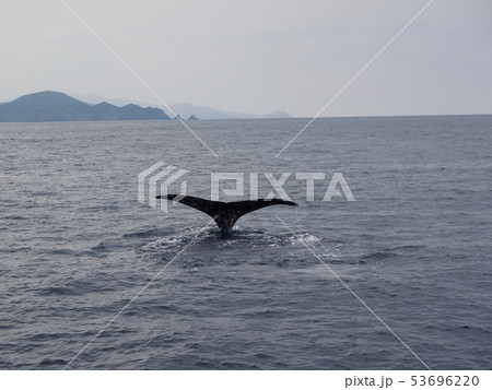 ザトウクジラの尻尾@加計呂麻島 ザトウクジラの尻尾@加計呂麻島 53696220