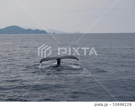 ザトウクジラの尻尾@加計呂麻島 ザトウクジラの尻尾@加計呂麻島 53696228