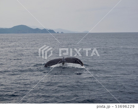 ザトウクジラの尻尾＠加計呂麻島 53696229