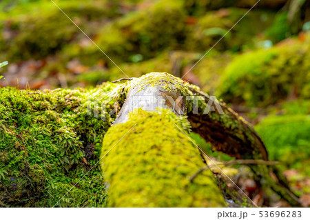 苔の森　朽木　新芽　【長野県】 53696283