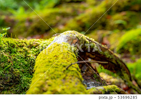 苔の森　朽木　新芽　【長野県】 53696285