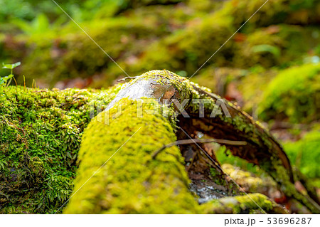 苔の森　朽木　新芽　【長野県】 53696287