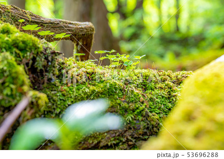 苔の森　朽木　新芽　【長野県】 53696288