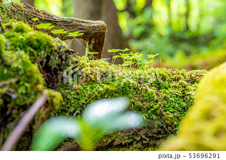 苔の森 朽木 新芽 【長野県】の写真素材 [53696291] - PIXTA