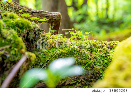苔の森　朽木　新芽　【長野県】 53696293
