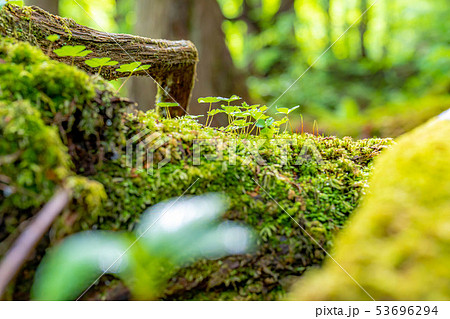 苔の森　朽木　新芽　【長野県】 53696294