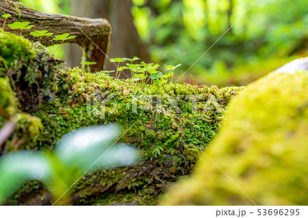 苔の森　朽木　新芽　【長野県】 53696295