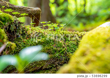 苔の森 朽木 新芽 長野県 の写真素材