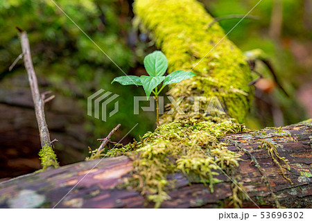 朽木苔 【公式通販】