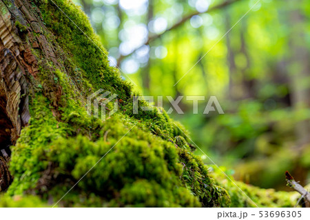 苔の森　朽木　新芽　【長野県】 53696305