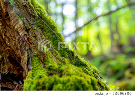 朽木苔 【公式通販】