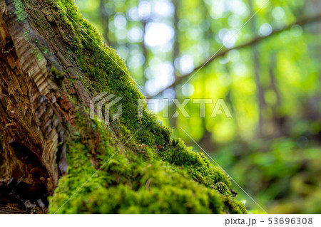 苔の森　朽木　新芽　【長野県】 53696308