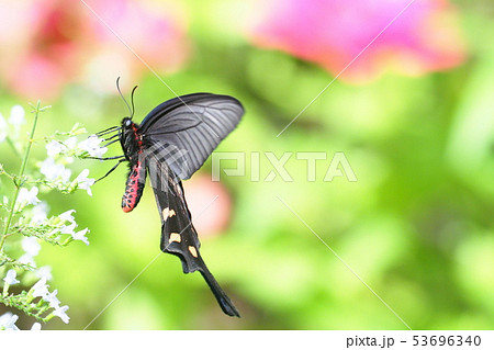 ジャコウアゲハ 53696340