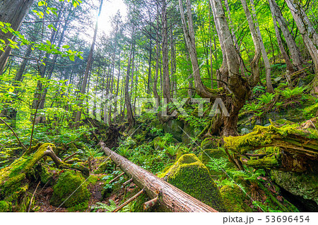苔の森　朽木　新芽　【長野県】 53696454