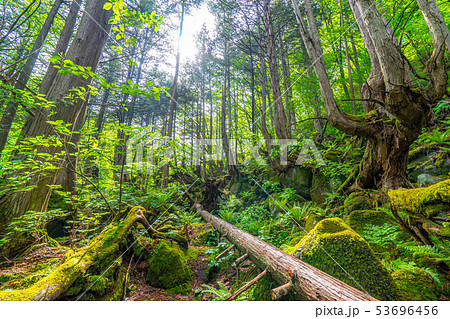苔の森　朽木　新芽　【長野県】 53696456