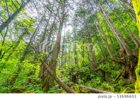 苔の森　朽木　新芽　【長野県】 53696603