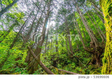 苔の森　朽木　新芽　【長野県】 53696606