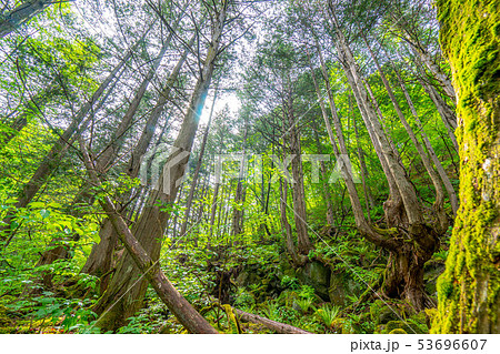 苔の森　朽木　新芽　【長野県】 53696607