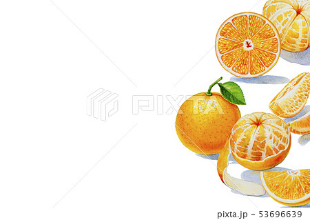 Painting summer orange collection, isolated. Painting summer orange collection, isolated. 53696639