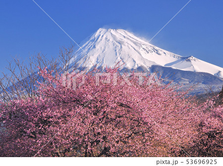 桜と富士山-222148 桜と富士山-222148 53696925