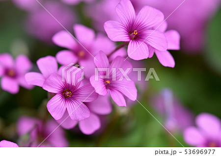 イモカタバミ(芋片喰) イモカタバミ(芋片喰) 53696977