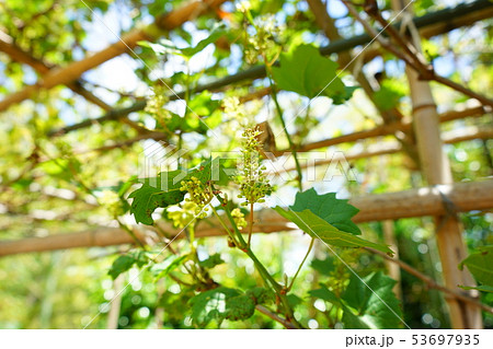 未成熟な葡萄 53697935