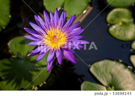 Close-up of lotus or waterlily flower on the pond Close-up of lotus or waterlily flower on the pond 53698145
