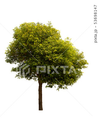 A big tree isolated on white background 53698147