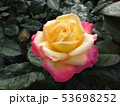 ピンクの大輪のバラ 53698252