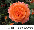 サーモンピンクの大輪のバラ 53698255