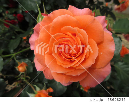 サーモンピンクの大輪のバラの写真素材