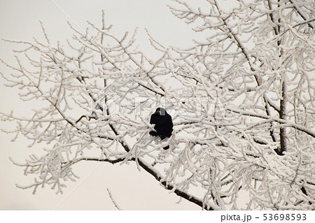 Winter Caucasian black rook on snowy tree Winter Caucasian black rook on snowy tree 53698593