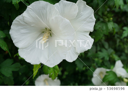 Close-up of a white hibiscus flower Hibiscus Close-up of a white hibiscus flower Hibiscus 53698596